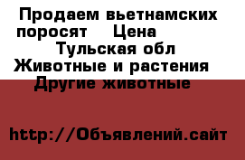 Продаем вьетнамских поросят  › Цена ­ 1 500 - Тульская обл. Животные и растения » Другие животные   